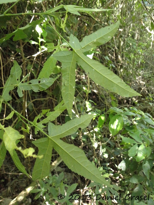 Callianthe striata