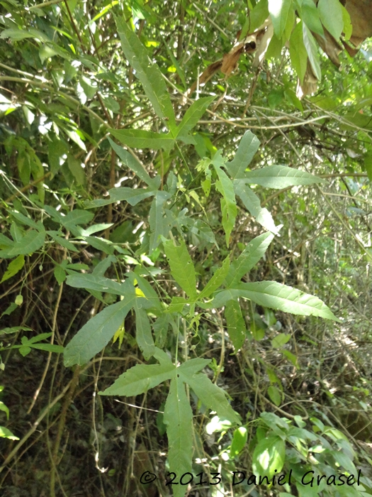 Callianthe striata