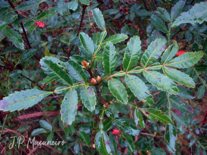 Weinmannia discolor