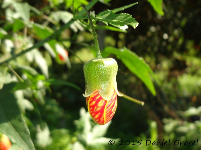 Callianthe striata