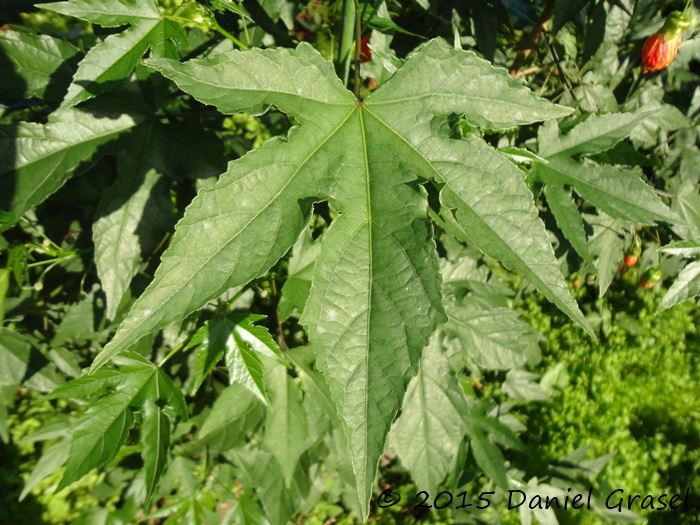 Callianthe striata