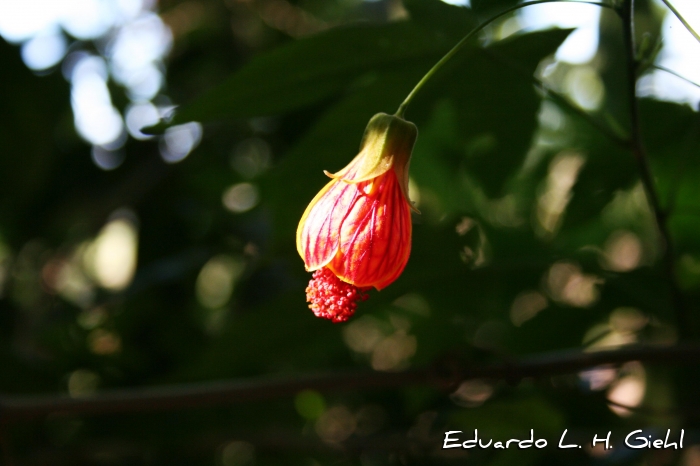 Callianthe striata