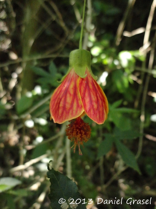 Callianthe striata