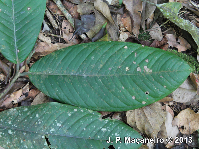 Myrcia strigipes