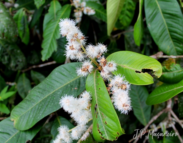 Myrcia strigipes