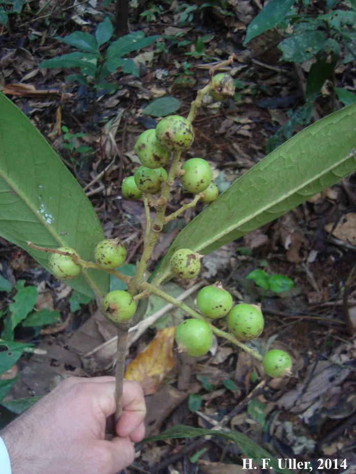 Marlierea tomentosa