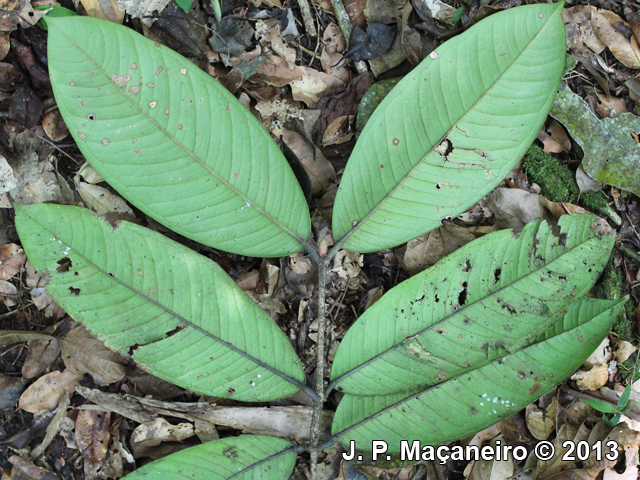 Myrcia strigipes