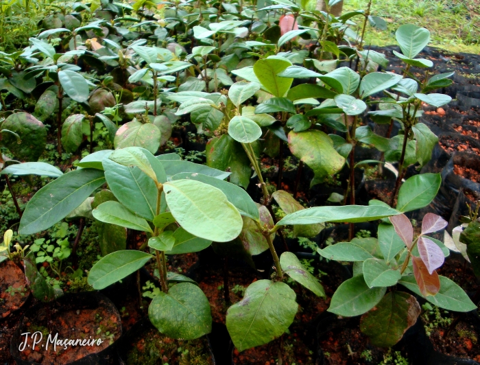 Myrcia strigipes