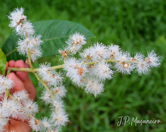 Myrcia strigipes