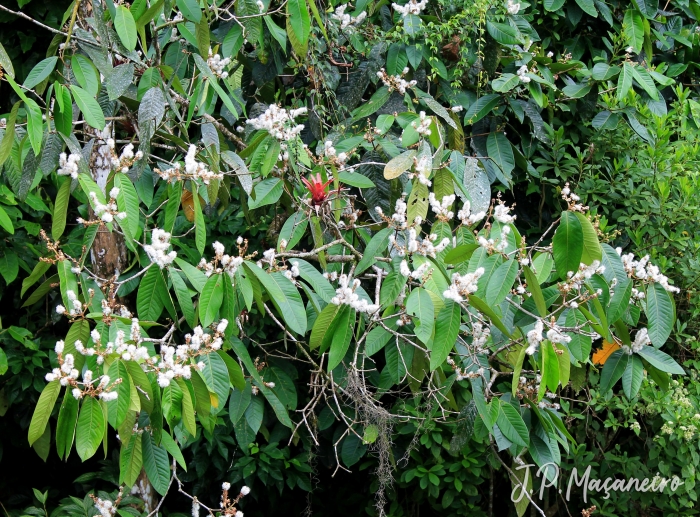 Myrcia strigipes