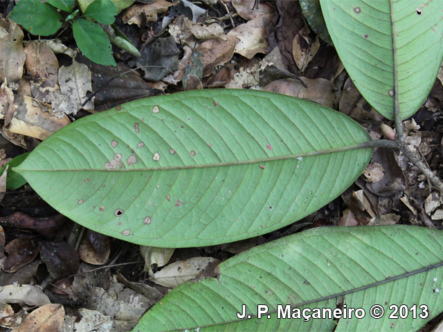 Myrcia strigipes