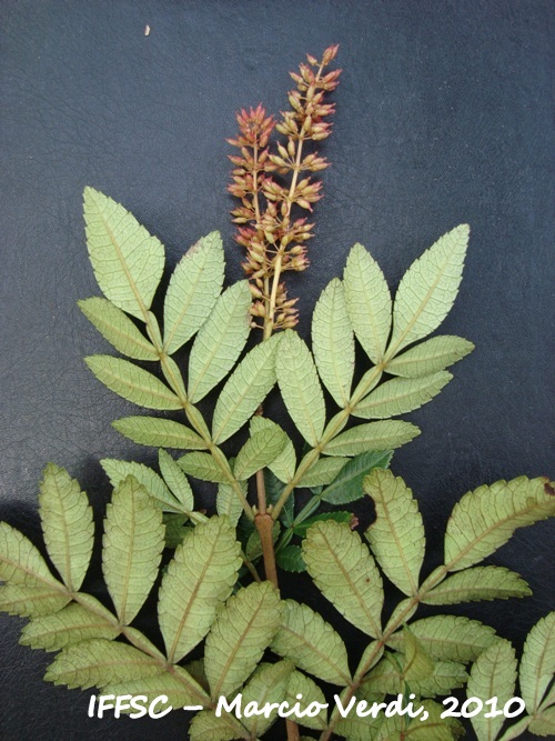 Weinmannia discolor