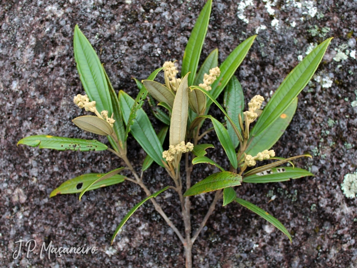 Miconia lymanii