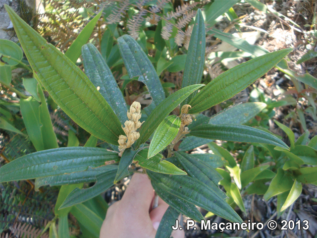 Miconia lymanii