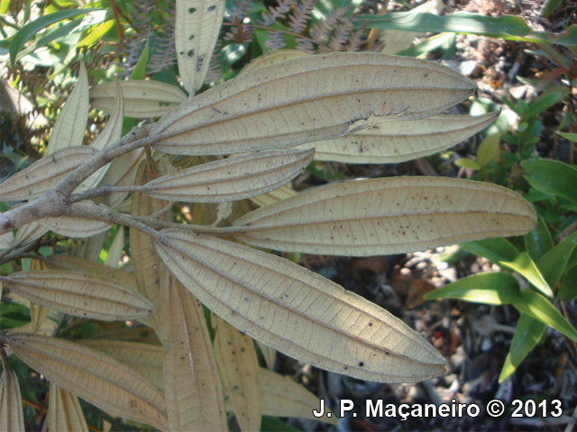 Miconia lymanii