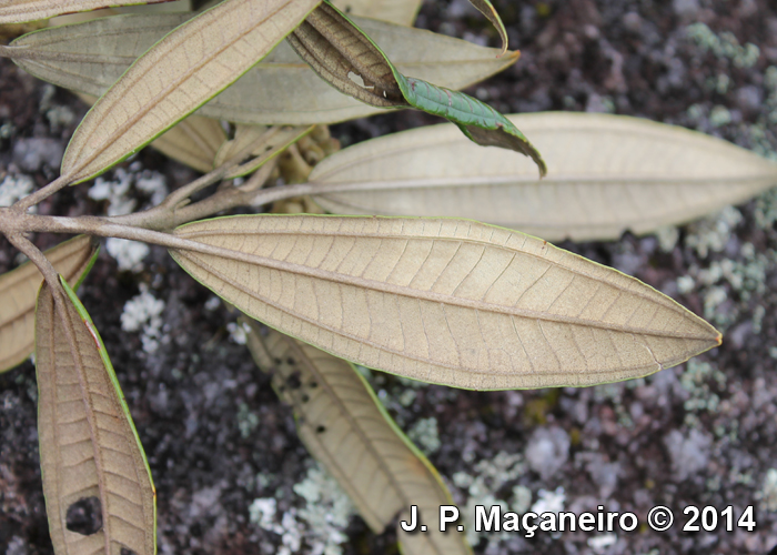 Miconia lymanii