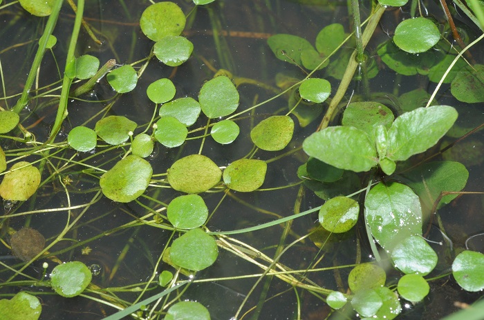 Ranunculus flagelliformis