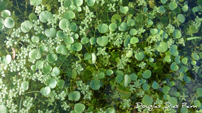 Ranunculus flagelliformis