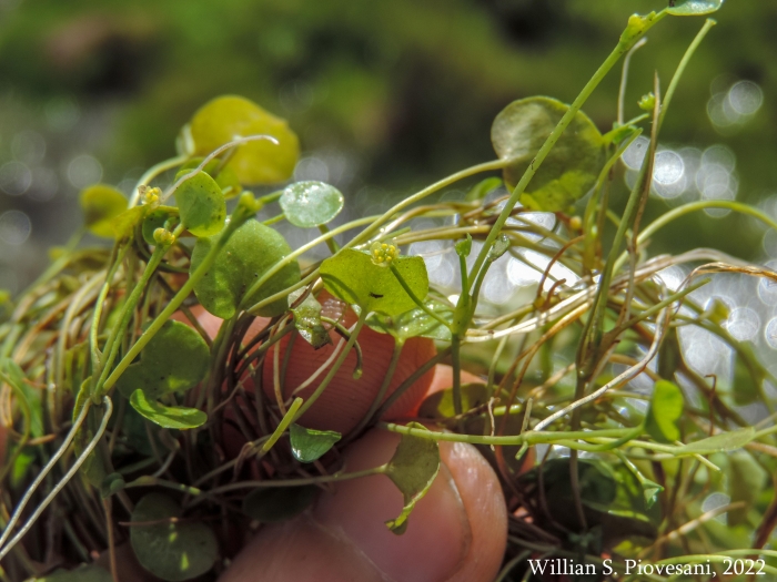 Ranunculus flagelliformis