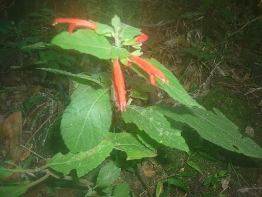 Lamiaceae sp