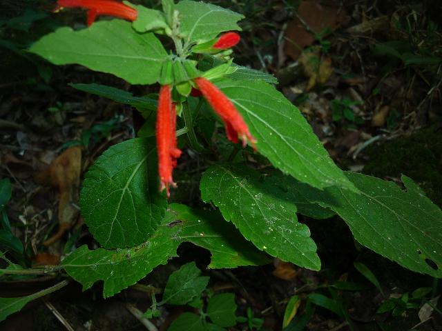 Lamiaceae sp