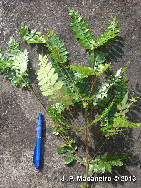 Weinmannia paulliniifolia