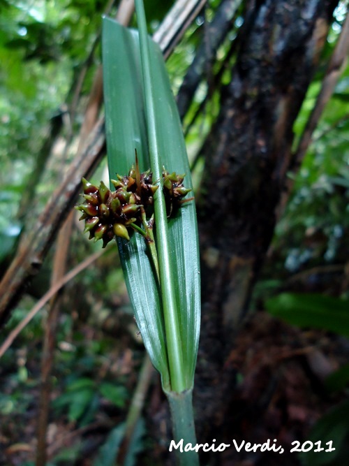 Pleurostachys arcuata