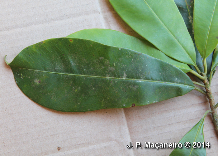 Manilkara subsericea