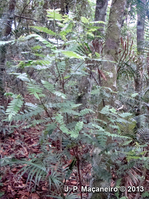 Weinmannia paulliniifolia