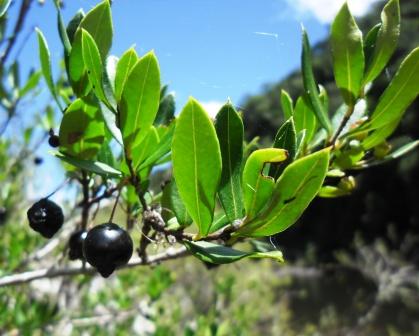 Myrcianthes riparia