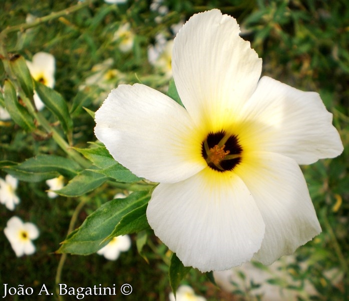 Turnera subulata