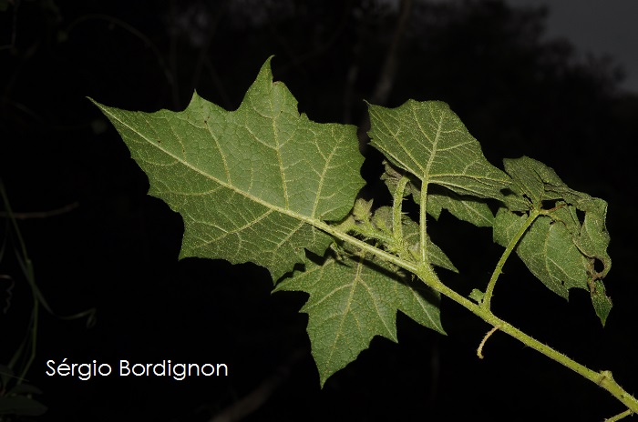 Solanum neei