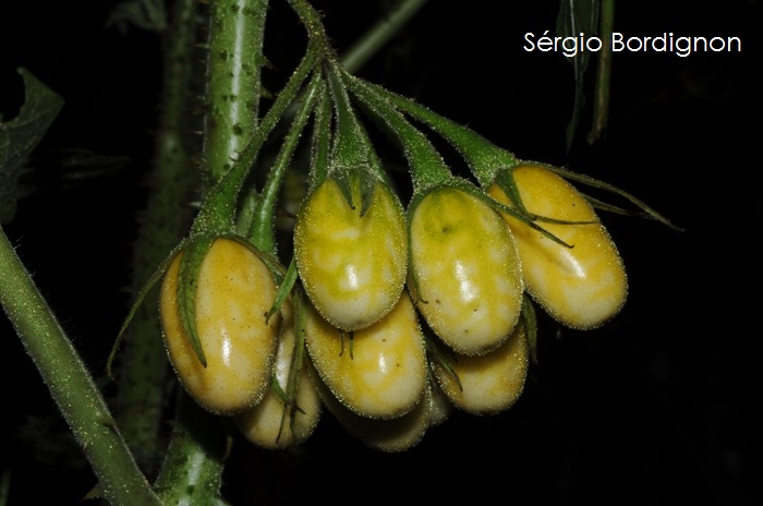 Solanum neei