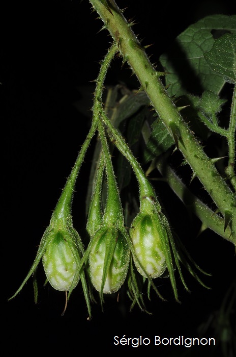 Solanum neei