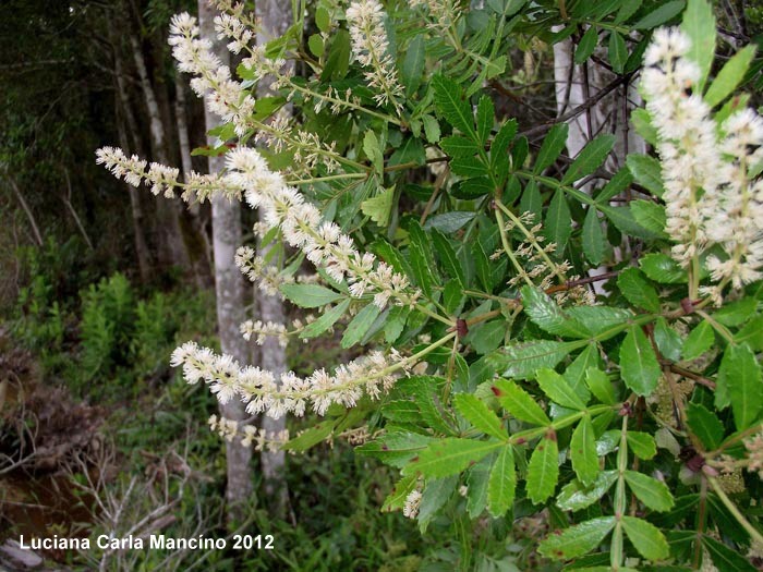 Weinmannia paulliniifolia