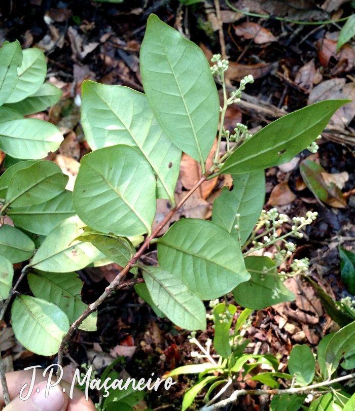 Myrcia amazonica