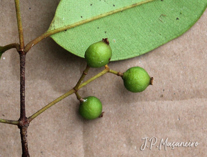 Myrcia reitzii