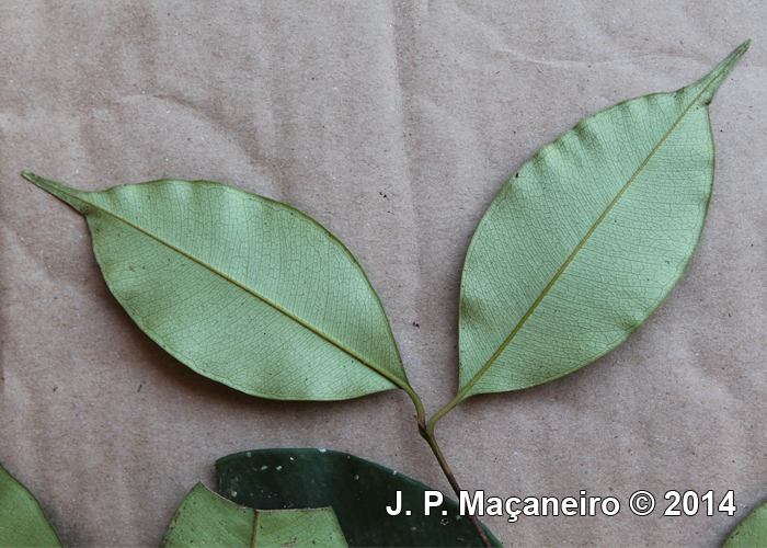 Myrcia reitzii