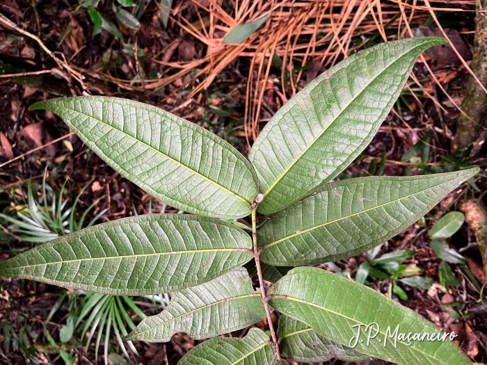 Myrcia heringii
