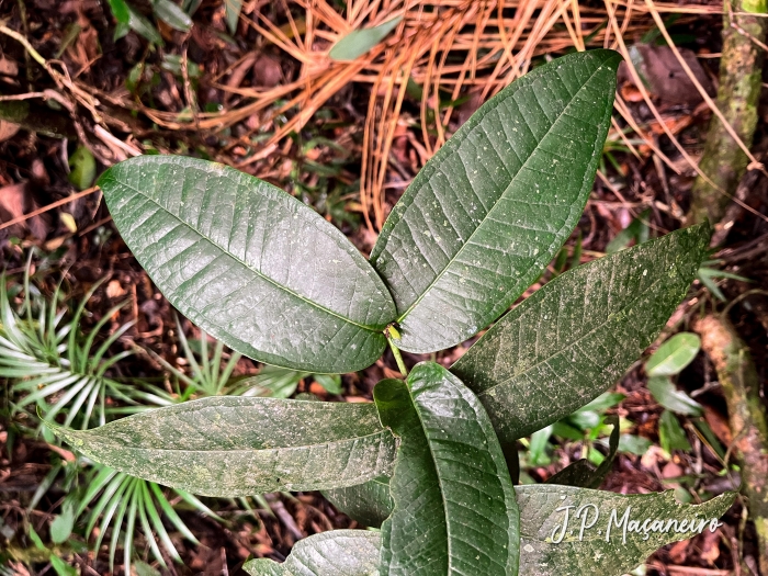 Myrcia heringii
