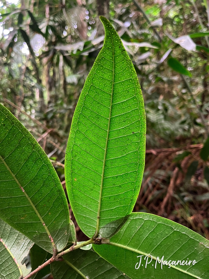 Myrcia heringii