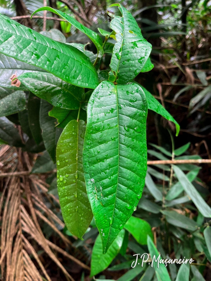 Myrcia heringii