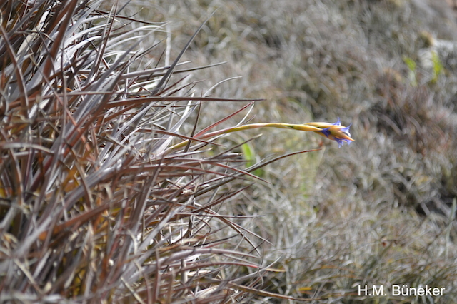 Tillandsia witeckii