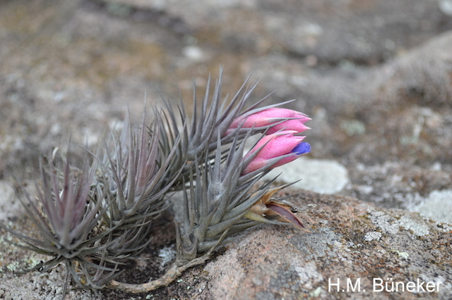 Tillandsia chasmophyta