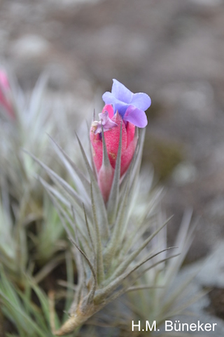 Tillandsia chasmophyta