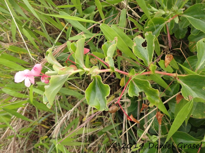 Begonia cucullata var. arenosicola