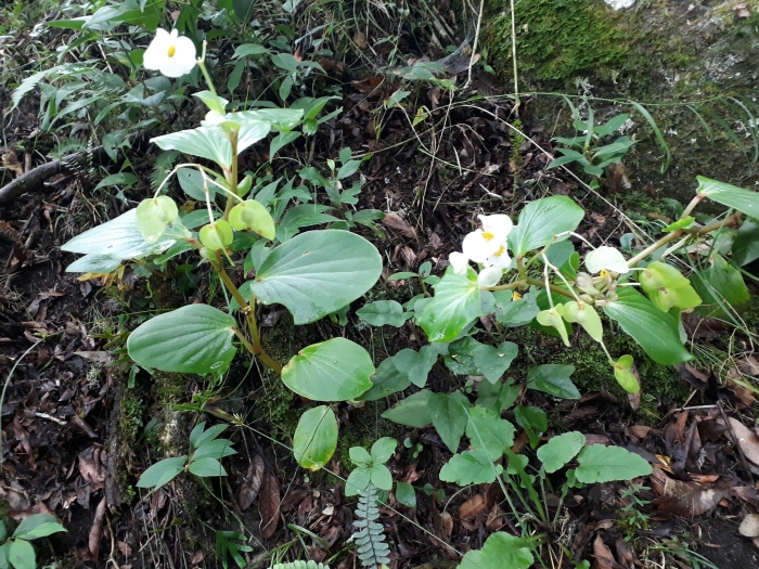 Begonia cucullata