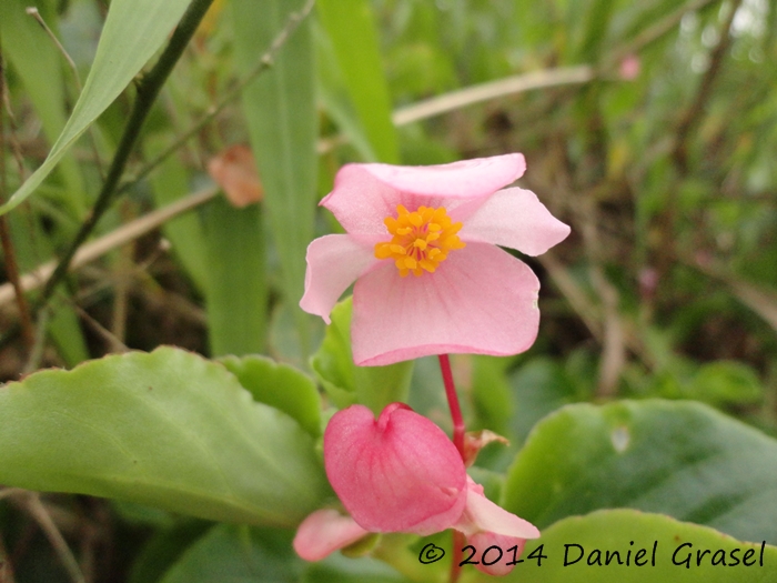 Begonia cucullata var. arenosicola