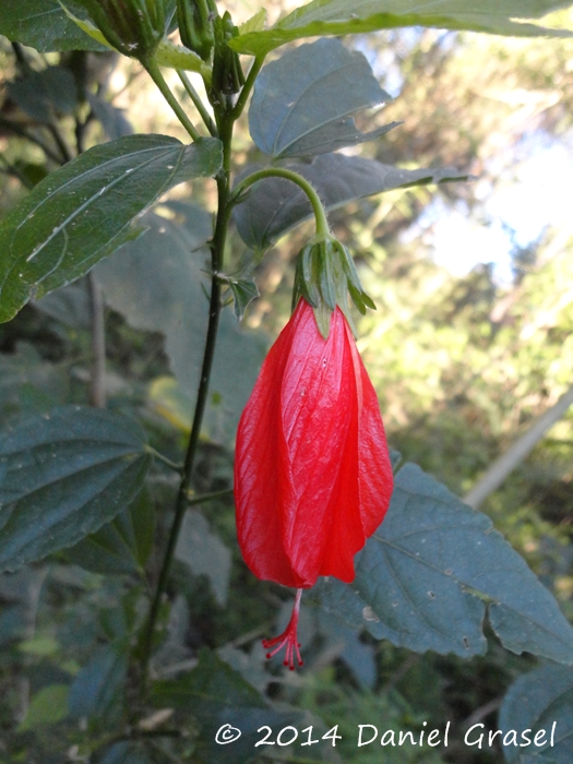 Malvaviscus arboreus