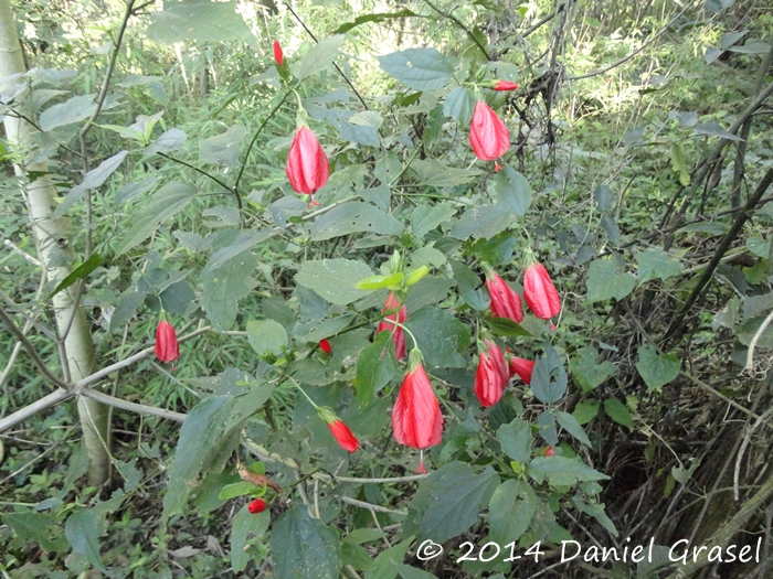 Malvaviscus arboreus